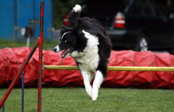 Basha-agility