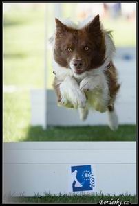 Deen-ME-flyball